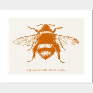 Bumblebee - Illustration in burnt orange Posters and Art